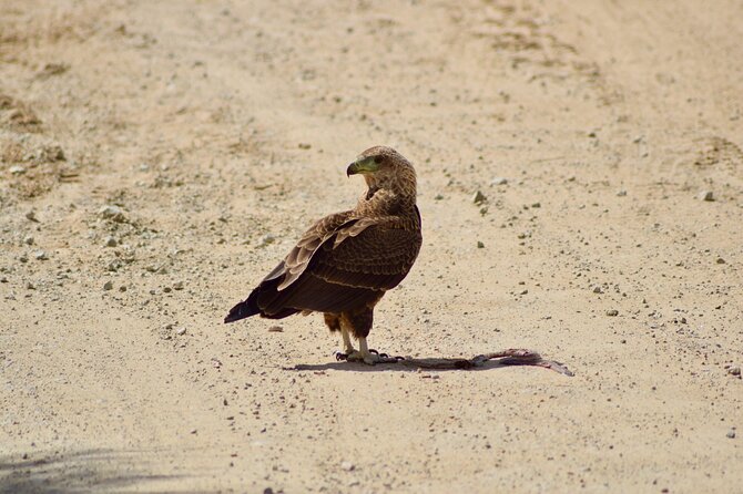 5 day safari Tarangire Serengeti and Ngorongoro crater - Guides, vehicles, and the human side of the trip