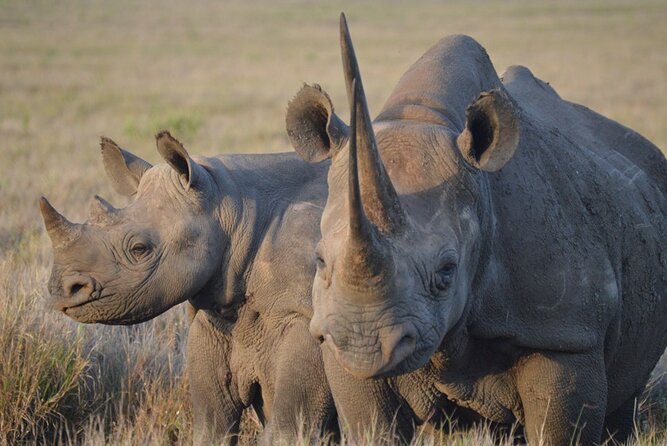 5 Day: Scenic Northern Circuit Safari - Days 2 and 3: Two nights in the endless Serengeti