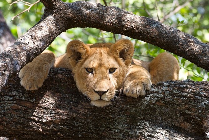 5 Day: Scenic Northern Circuit Safari - Who should book this safari?