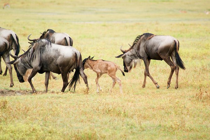 5 Day Serena Luxury Tanzania Safari - A five-day route through northern Tanzania