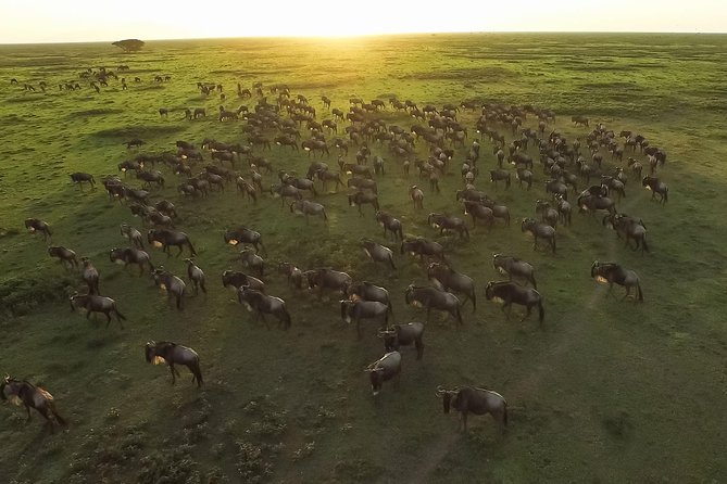 5 Day Serena Luxury Tanzania Safari - Day four: from Serengeti to Ngorongoro Crater