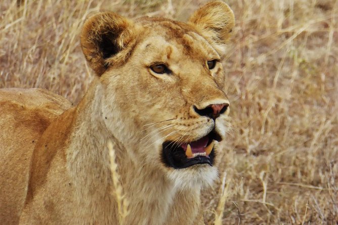 5 Day Serena Luxury Tanzania Safari - Day five: crater wildlife before returning to Arusha