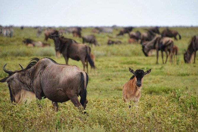 5 Day Serena Luxury Tanzania Safari - Day two: crossing into the Serengeti