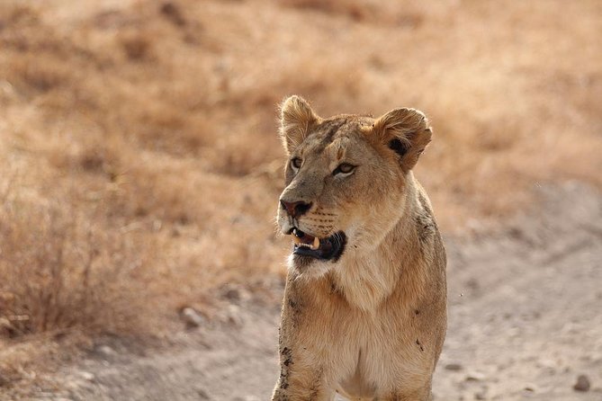 5 Day Serengeti, Tarangire, & Ngorongoro & Manyara Grass Root Safari. - Day 1: Elephants and the Tarangire River