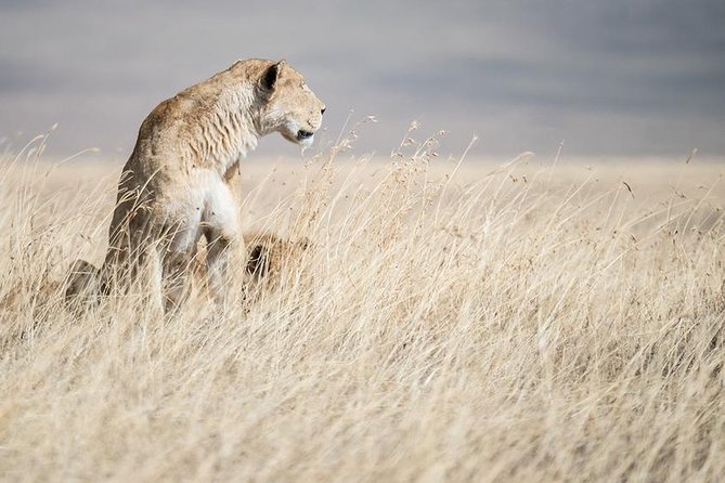 5 Day Serengeti, Tarangire, & Ngorongoro & Manyara Grass Root Safari. - Day 3: A full day on the endless plains