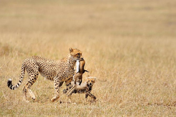 5 Day Serengeti, Tarangire, & Ngorongoro & Manyara Grass Root Safari. - Day 2: From the Ngorongoro highlands to the Serengeti
