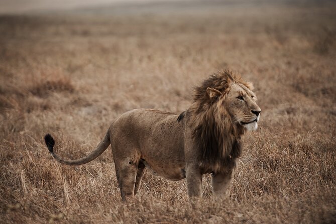 5 Day Tanzania Safari - Why This Route Works So Well
