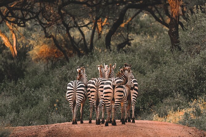 5 Day Tanzania Safari - Day Two: Into Ngorongoro Crater