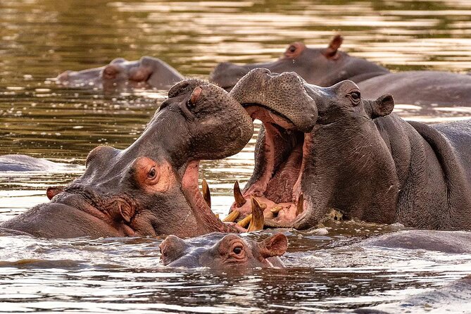 5 Day Tanzania Safari Camping Adventure Private Tour - Why this route works in only five days