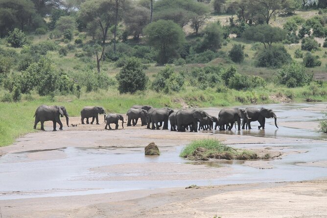 5 Day Tanzania Safari Camping Adventure Private Tour - Day 3: A full Serengeti day with a traditional sundowner