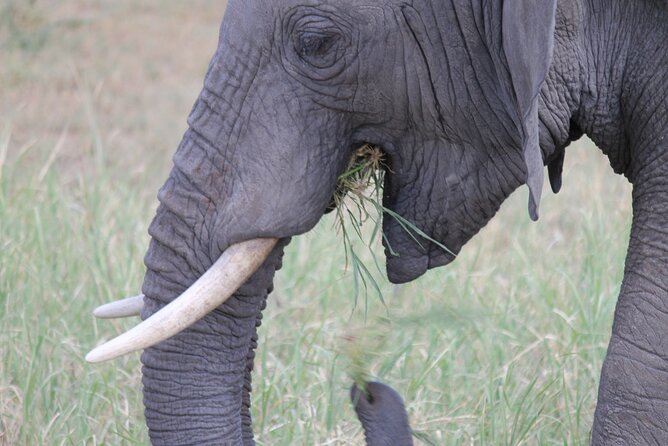 5 Day Tanzania Safari Camping Adventure Private Tour - Camping, food, and the comfort question