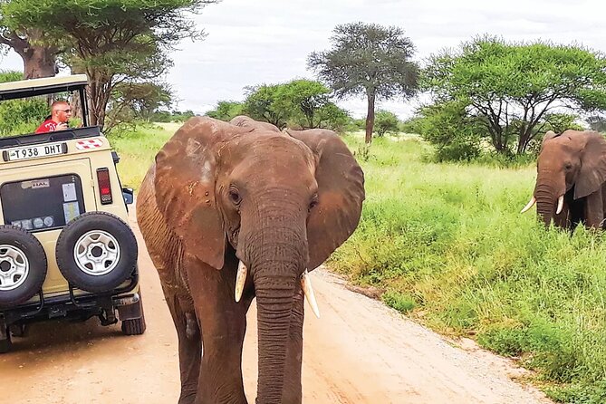 5 Day Tanzania Safari Camping Adventure Private Tour - Day 1: Tarangire and the world of giant baobabs