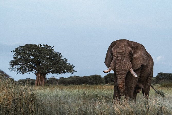 5 Day Tanzania Safari - Day One: Tarangire’s Elephants and Baobabs