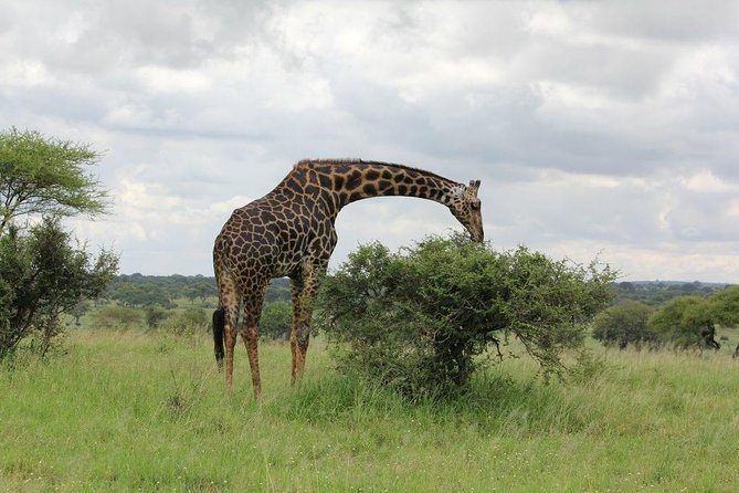 5 Days / 4 Nights Join group safari - Starting from Arusha at 7:00 a.m.