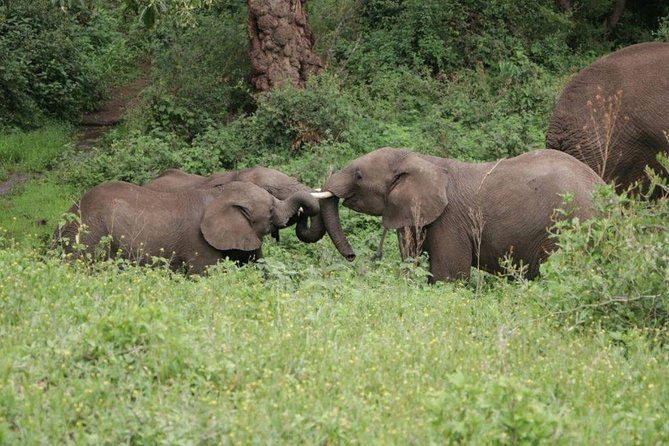 5 Days / 4 Nights Join group safari - Lake Manyara rounds out the park visits