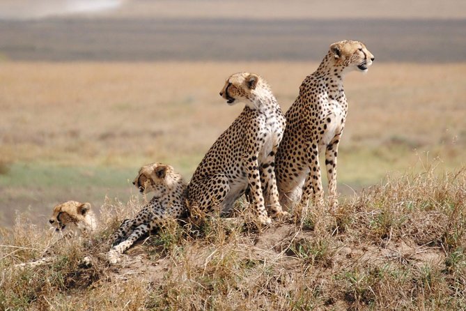 5 Days / 4 Nights Join group safari - Tarangire National Park begins the safari