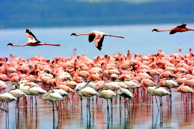 5 Days 4 Nights Tarangire, Serengeti , Ngorongoro & Manyara Wildlife Safari - What the $2,600 price includes