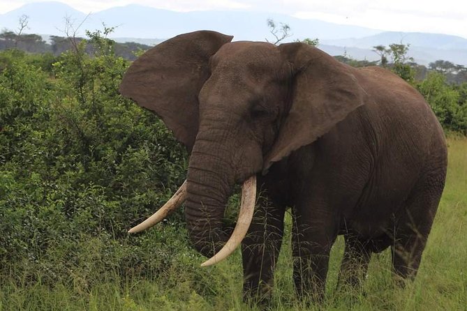 5 Days Affordable Budget Safari to Northern Tanzania - Day 5: Lake Manyara and the final drive to Arusha
