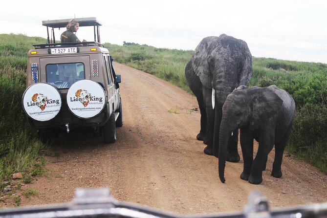 5 Days Best of Tanzania Luxury Safari Northern Circuit - Day 3: Down into Ngorongoro Crater