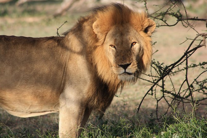 5 Days Big Five Adventures Luxury Lodge Safari in Tanzania - Key points before you book