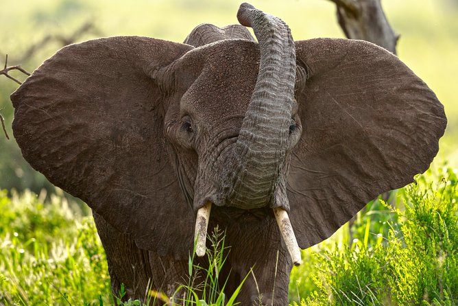 5 Days Big Five Adventures Luxury Lodge Safari in Tanzania - Day one: Lake Manyara’s forest, lake, and monkeys