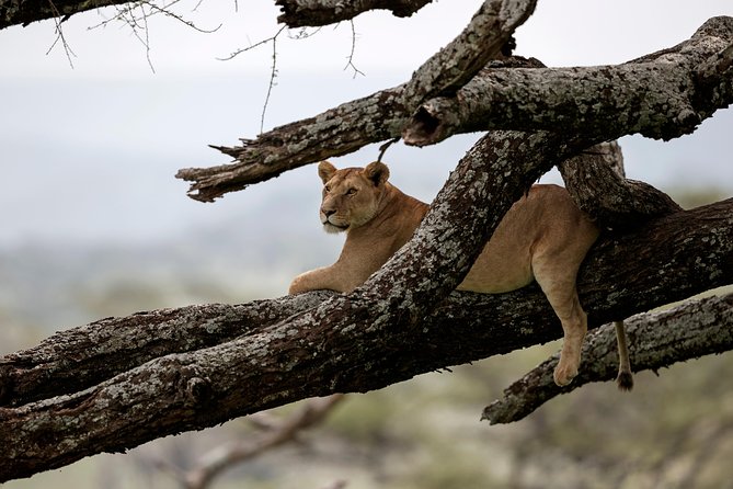 5 Days Big Five Adventures Luxury Lodge Safari in Tanzania - Day four: Sunrise in the Serengeti and the approach to Ngorongoro