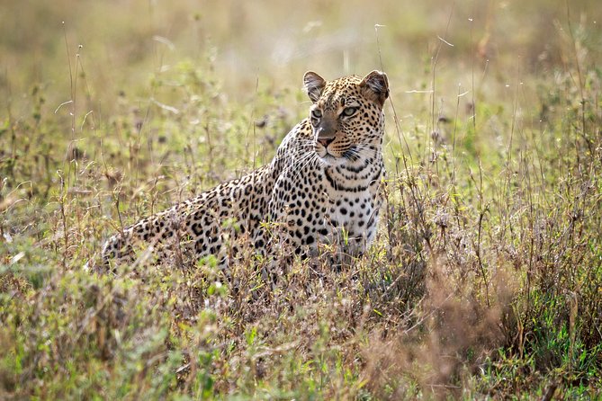 5 Days Big Five Adventures Luxury Lodge Safari in Tanzania - The guide and camp experience