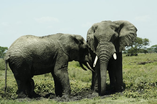 5 Days Big Five Adventures Luxury Lodge Safari in Tanzania - Day two: The long road to the Serengeti