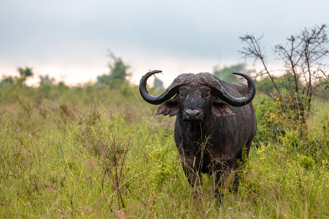 5 Days Budget Safari in Tanzania - Day 3: Sunrise in the Serengeti