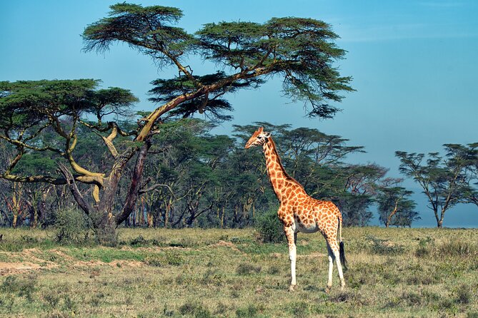 5 Days Budget Safari in Tanzania - Day 5: Lake Manyara and the return to Arusha