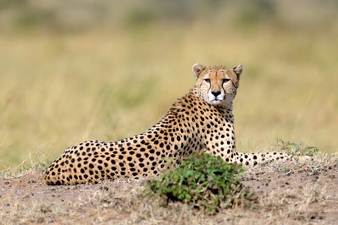 5 Days Budget Safari in Tanzania - The pace, comfort, and road conditions