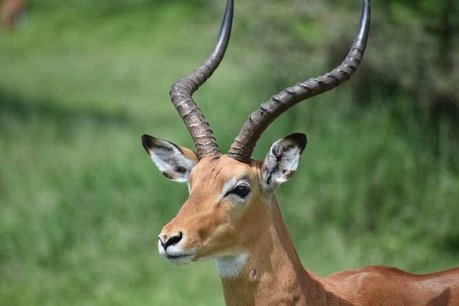 5 DAYS BUDGET SAFARI ( Tarangire, Ngorongoro Crater & Serengeti National parks) - Starting in Arusha with an easy arrival day