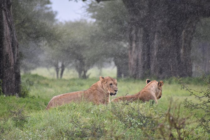 5 DAYS BUDGET SAFARI ( Tarangire, Ngorongoro Crater & Serengeti National parks) - Ngorongoro Crater and the final wildlife drive