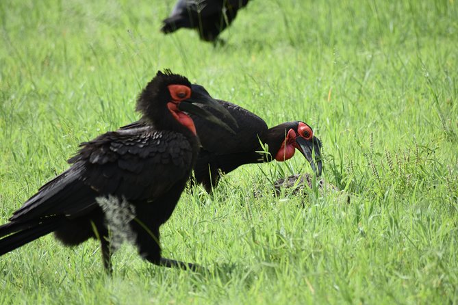5 DAYS BUDGET SAFARI ( Tarangire, Ngorongoro Crater & Serengeti National parks) - How the small group affects your days
