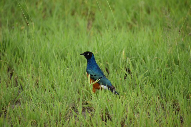 5 DAYS BUDGET SAFARI ( Tarangire, Ngorongoro Crater & Serengeti National parks) - The guide and vehicle matter more than the brochure
