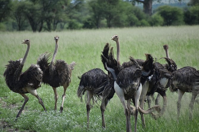 5 DAYS BUDGET SAFARI ( Tarangire, Ngorongoro Crater & Serengeti National parks) - Tarangire: elephants beneath the baobabs