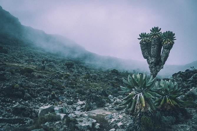 5 Days cheapest Kilimanjaro Marangu Route - Day 4: Gilman’s Point, Uhuru Peak, and the long return