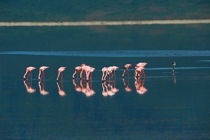 5 Days Exclusive Camping Adventure in Northern Tanzania - Tarangire gives you a strong first day