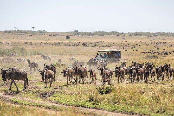 5 Days Exclusive Camping Adventure in Northern Tanzania - Serengeti camping puts you in the middle of the action