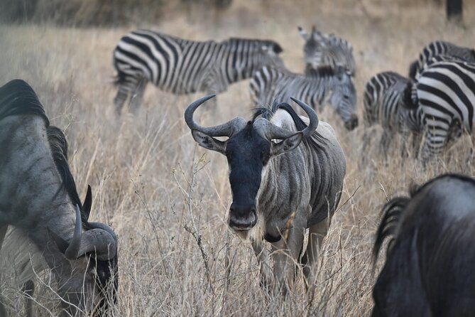 5 Days Group Camping Safari - Tarangire on day one, elephants and baobabs first