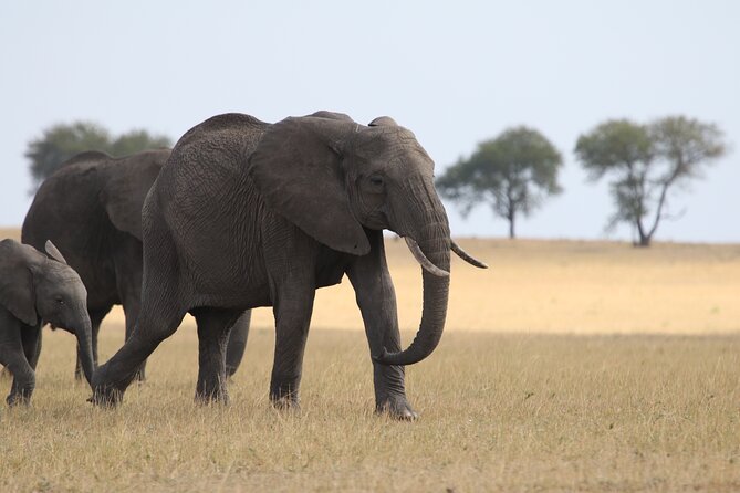 5 Days Group Camping Safari - Serengeti day three, the big change in scale