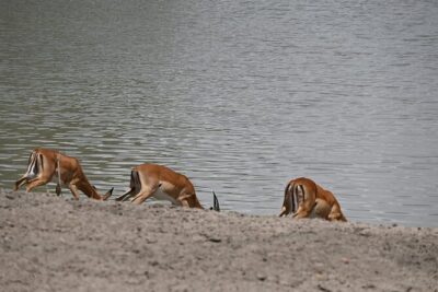 5 Days Group Camping Safari