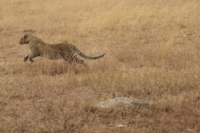 5 Days Group Camping Safari - Ngorongoro Crater on day five, a powerful finish
