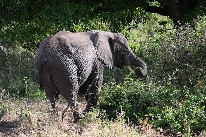 5 Days Group Camping Safari - Camping, meals, and the human side of the trip