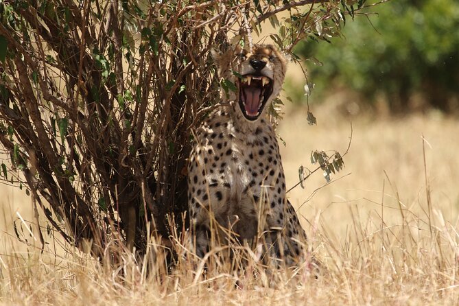 5 Days Group Camping Safari - How good is the $1,100 value?