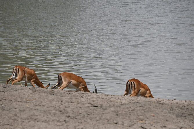 5 Days Group Camping Safari - Day 1: Tarangire and the elephants