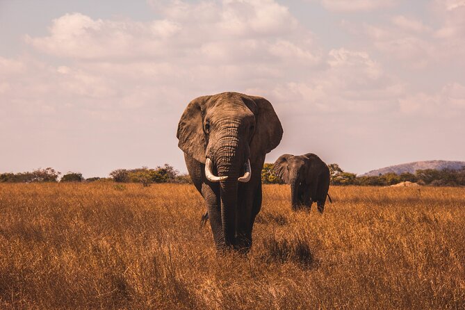 5 Days in the wild & a day hike around Materuni Waterfall. - Why this route works for a first Tanzania safari