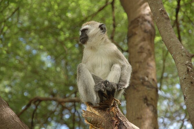 5 Days in the wild & a day hike around Materuni Waterfall. - Two nights in the Serengeti
