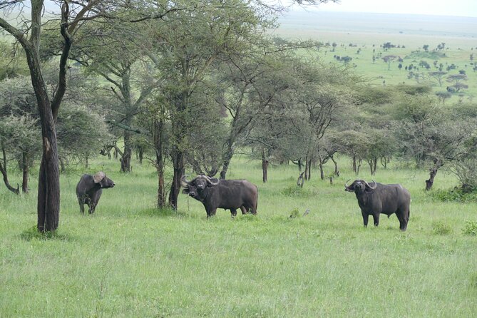 5 Days in to the heart of serengeti - Day 3: A Full Game Drive in Central Serengeti