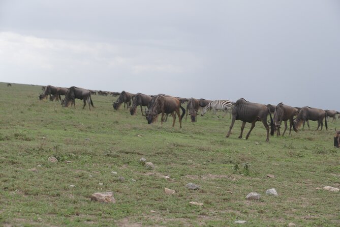 5 Days in to the heart of serengeti - Day 5: The Long Road Back to Arusha